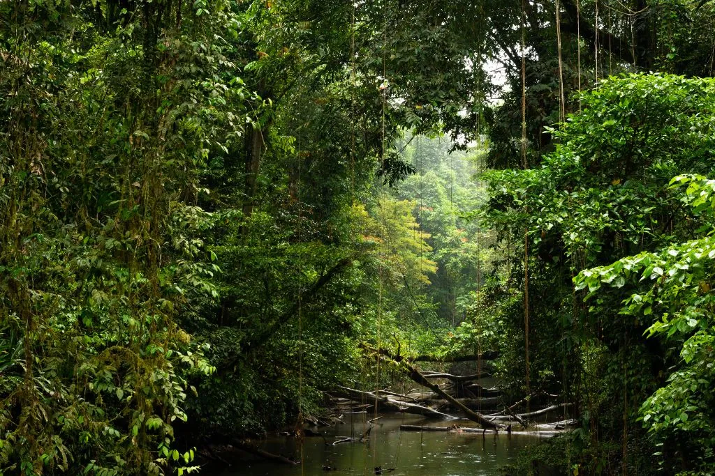 Borneo Rainforest