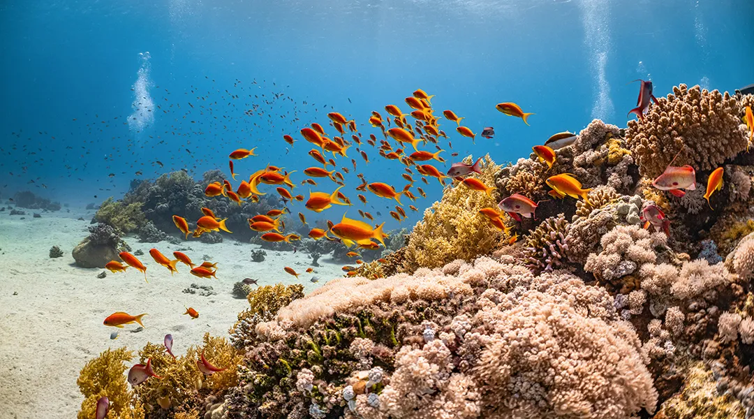 Seychelles Coral Reefs